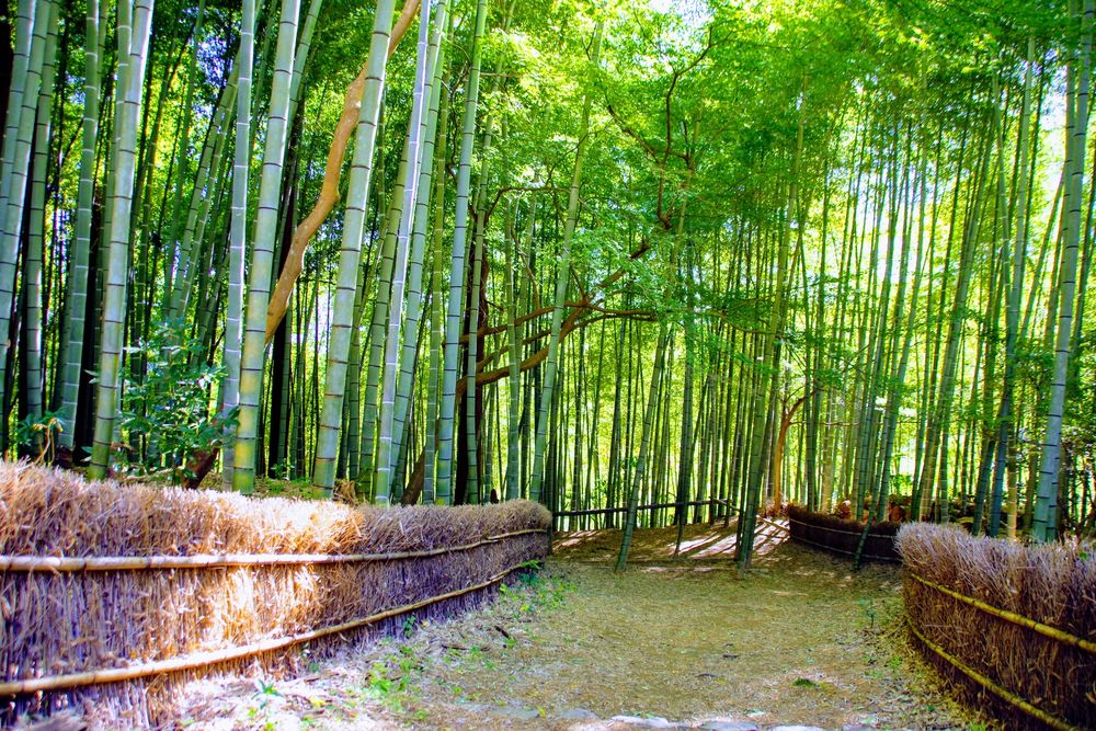 竹寺(八王寺)の画像 - 3枚目