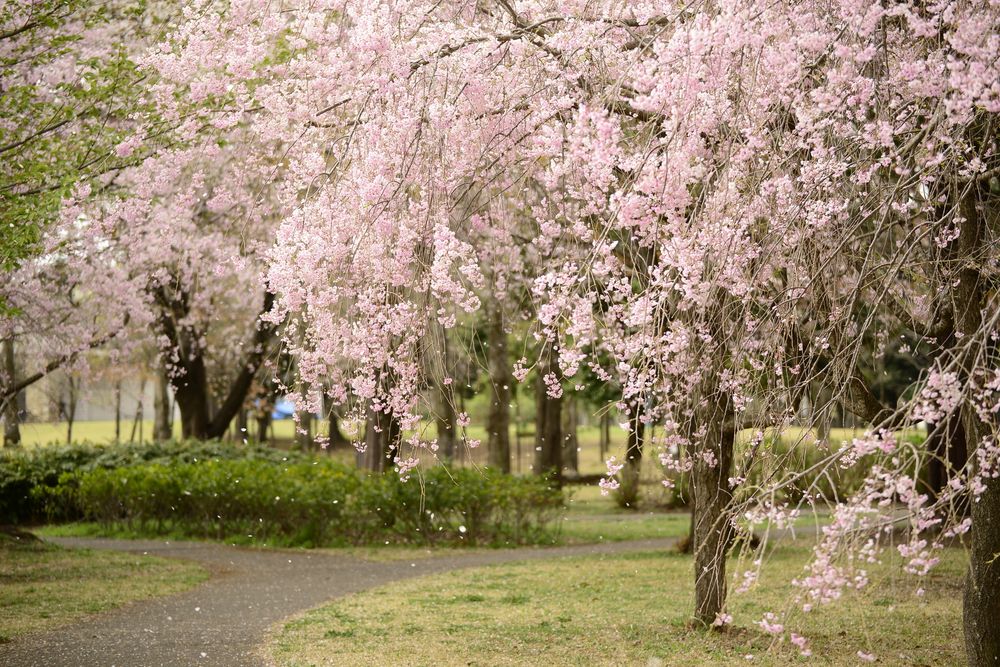 埼玉県営彩の森入間公園の画像 - 4枚目