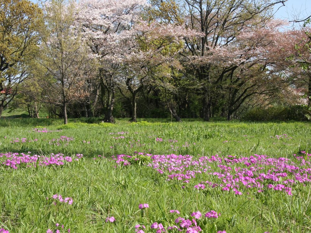 秋ヶ瀬公園の画像 - 2枚目