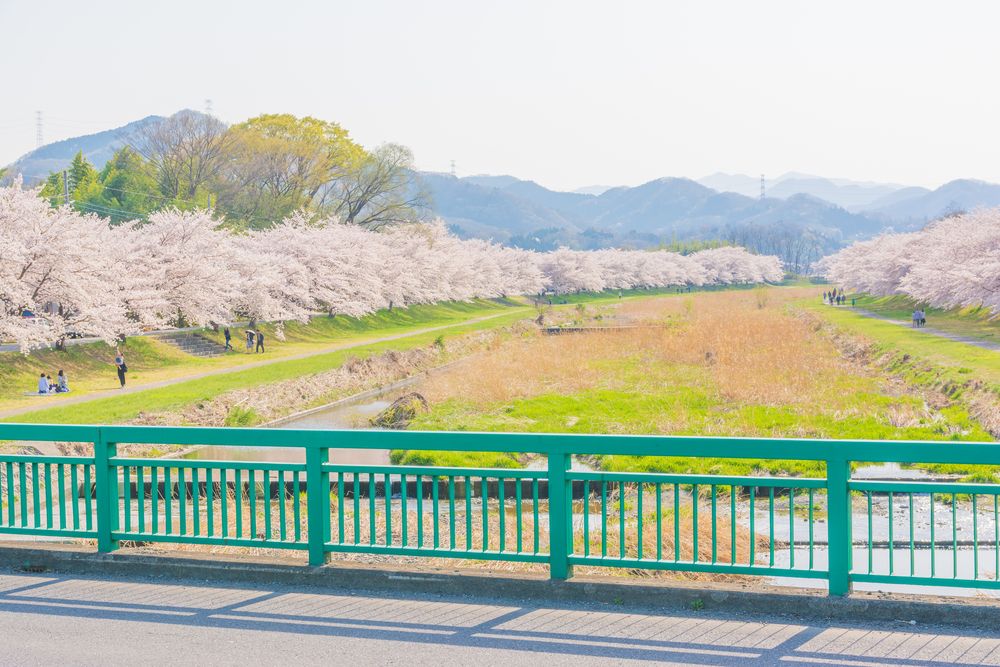 こだま千本桜の画像 - 2枚目