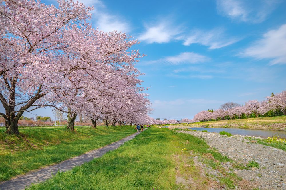 こだま千本桜の画像 - 3枚目