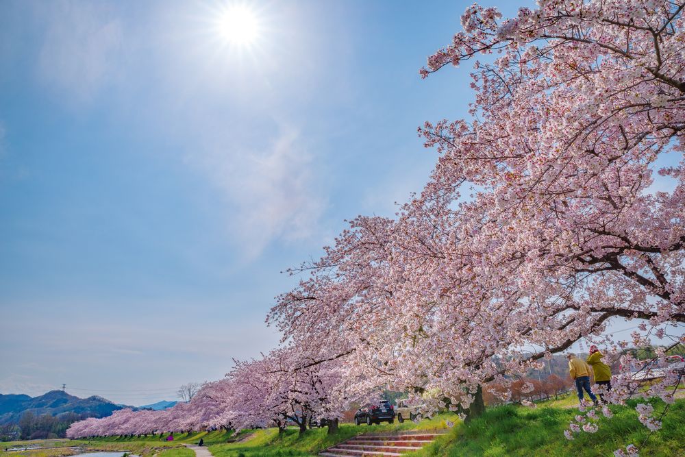 こだま千本桜の画像 - 4枚目