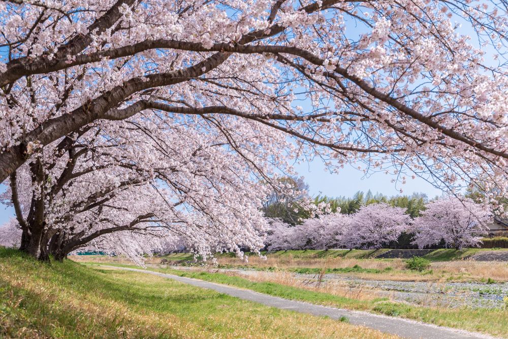 こだま千本桜の画像 - 5枚目