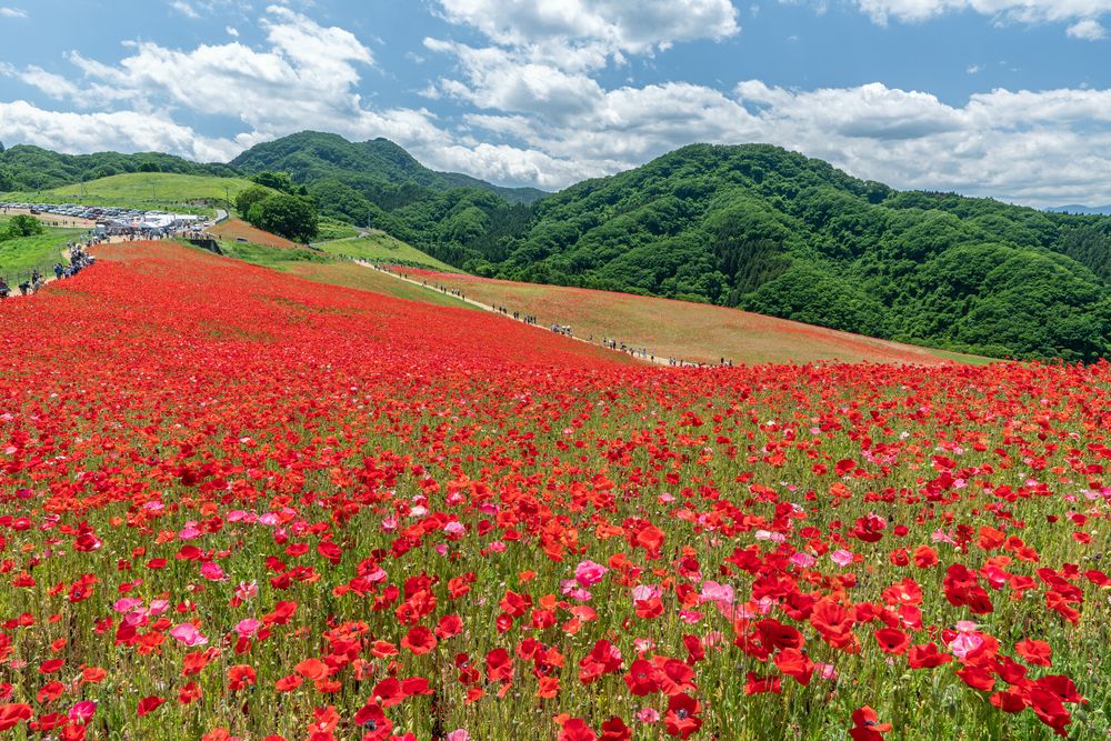 秩父高原牧場(彩の国ふれあい牧場)の画像 - 2枚目