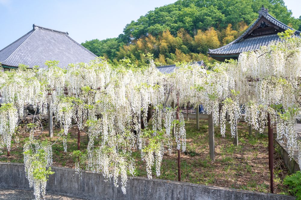 骨波田の藤の画像 - 3枚目