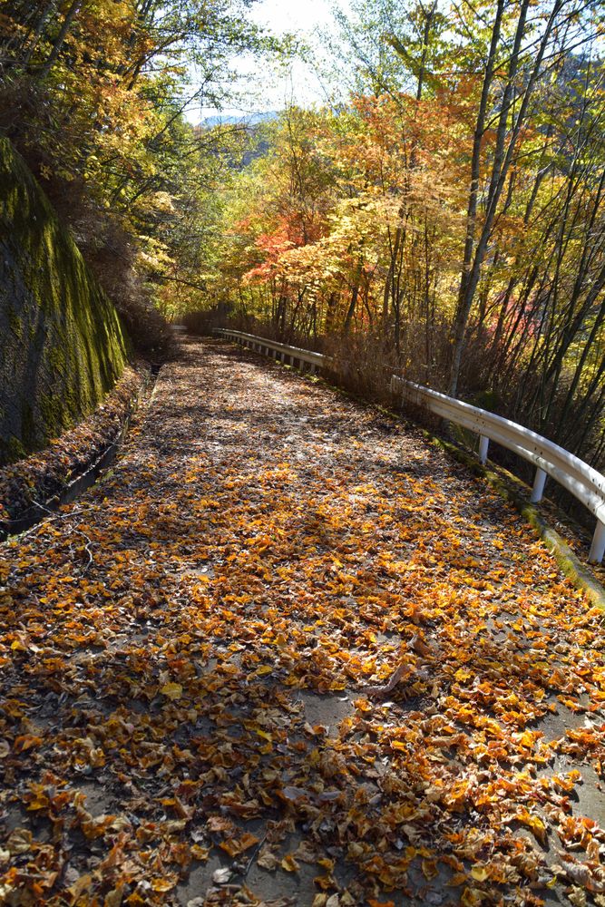 雁坂峠の画像 - 2枚目