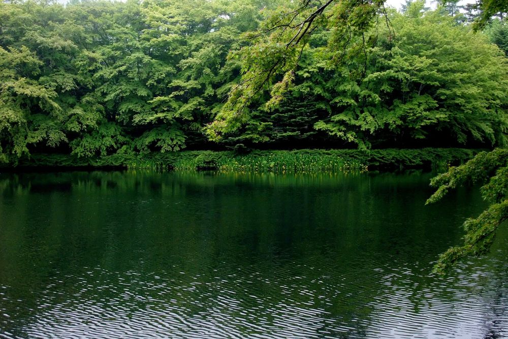 雲場池の画像 - 2枚目