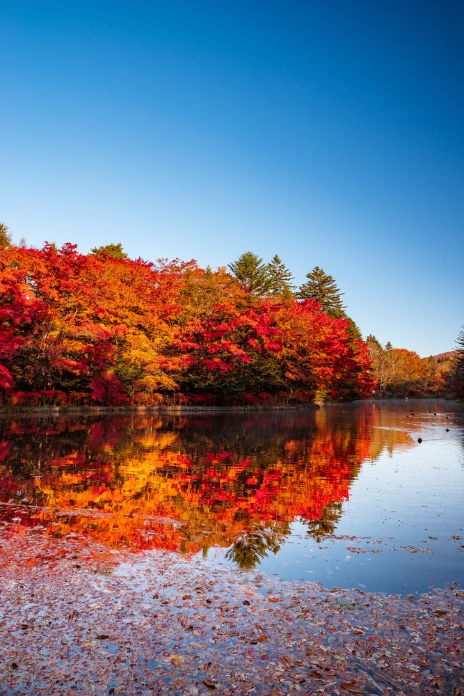 雲場池】の周辺スポット・アクセス・口コミ - Prism Japan