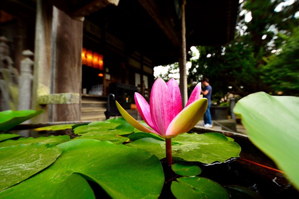 宝戒寺（金龍山 釈満院 円頓宝戒寺）の画像 - 5枚目