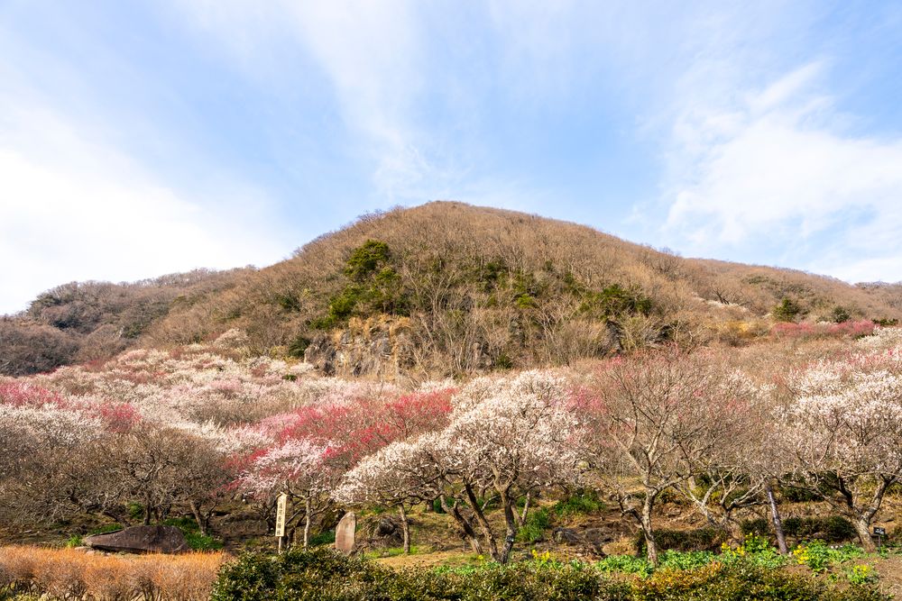 幕山公園