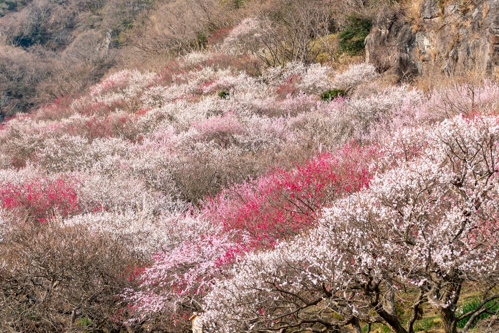 幕山公園の画像 - 2枚目