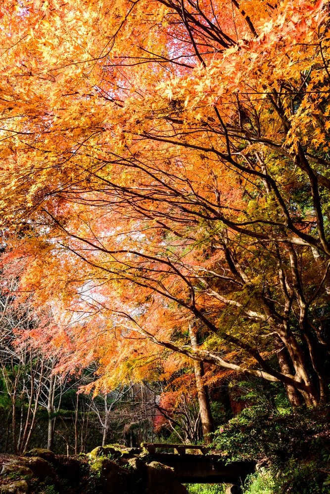 幕山公園の画像 - 4枚目