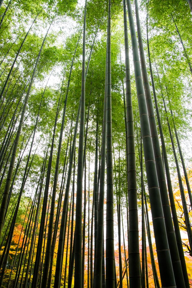 圓光寺の画像 - 4枚目