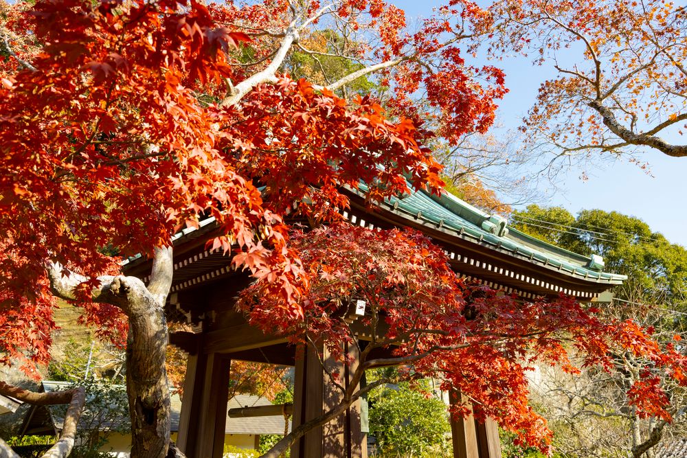 海蔵寺の画像 - 4枚目