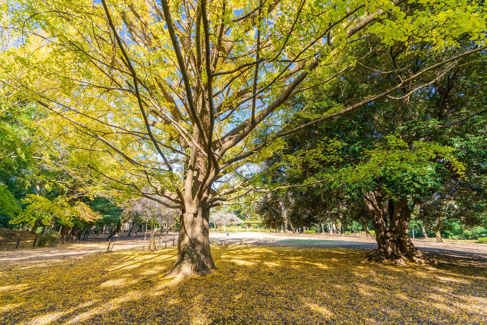 城山公園の画像 - 2枚目