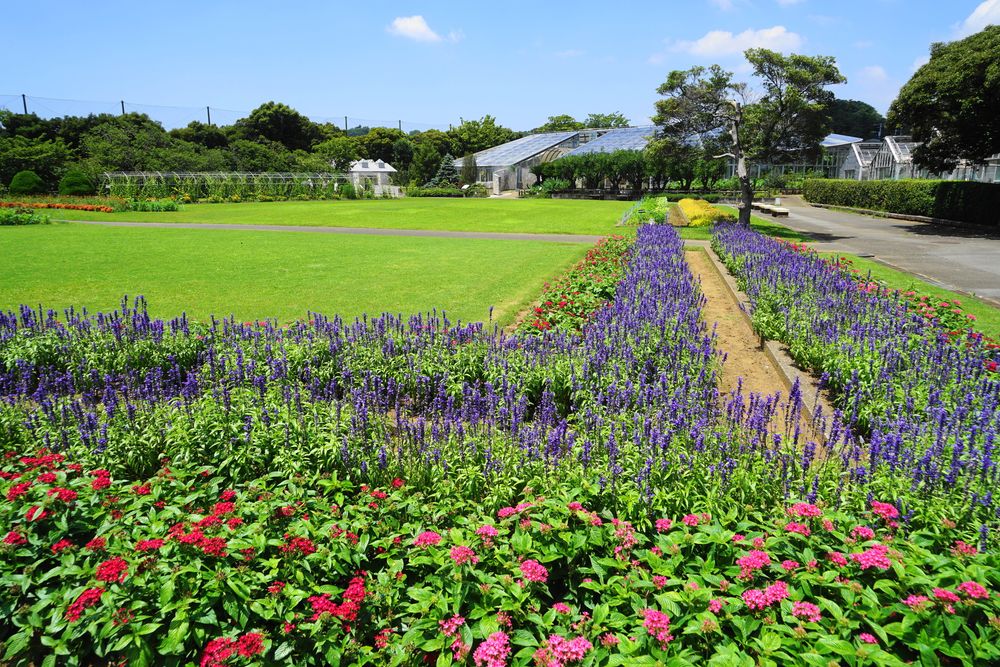 日比谷花壇大船フラワーセンターの画像 - 5枚目