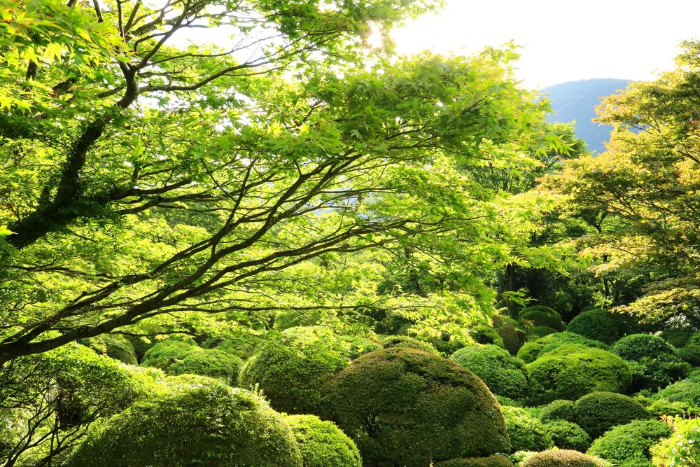 小涌谷蓬莱園の画像 - 2枚目