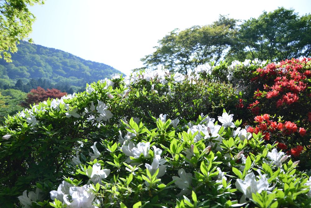 小涌谷蓬莱園の画像 - 3枚目