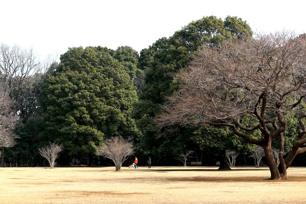 神奈川県立東高根森林公園の画像 - 3枚目