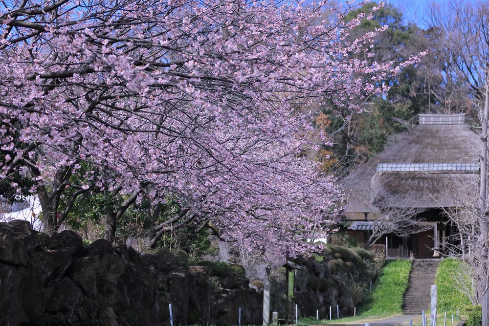 西方寺の画像 - 4枚目