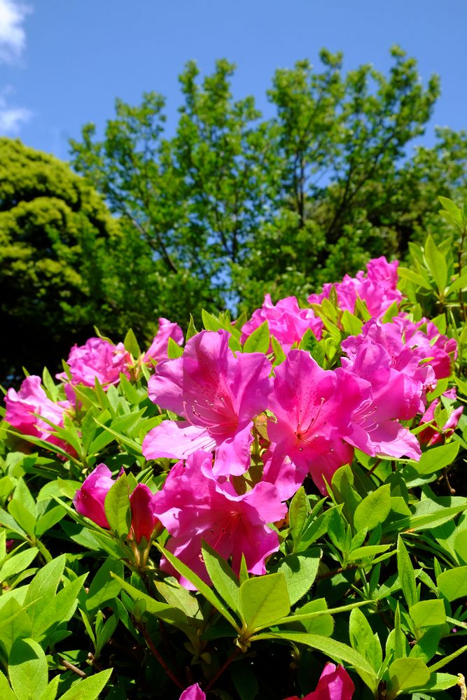 太田和つつじの丘の画像 - 2枚目