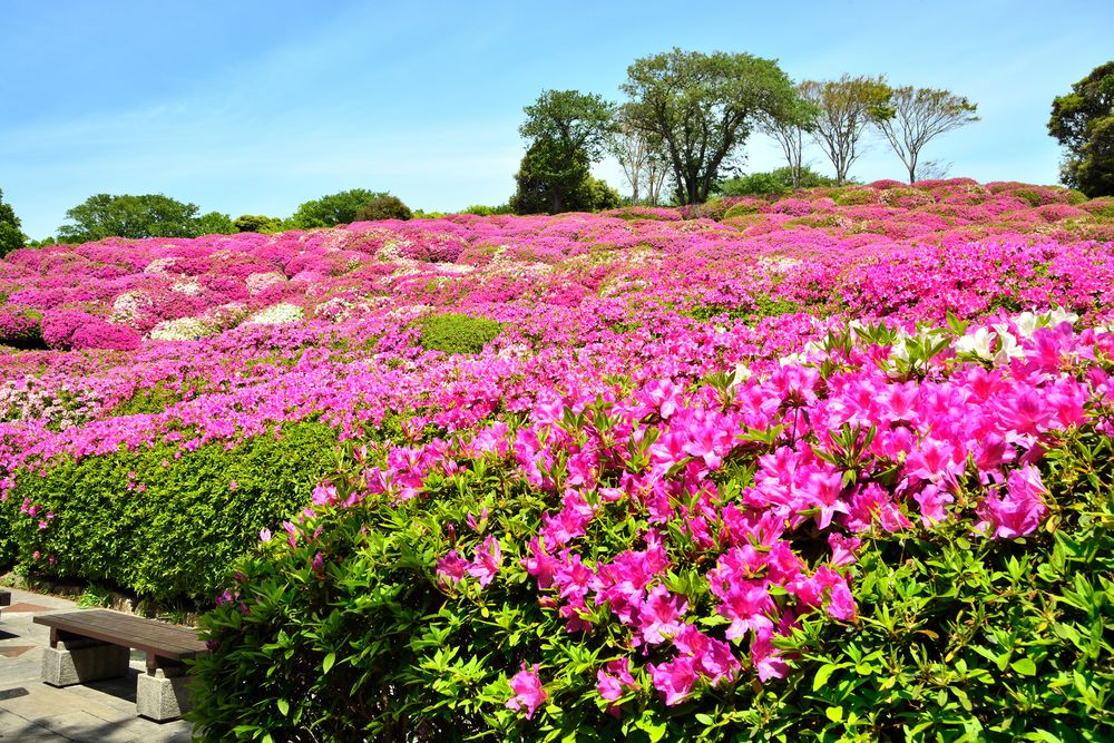 太田和つつじの丘の画像 - 3枚目