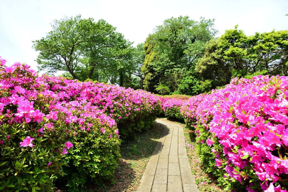太田和つつじの丘の画像 - 4枚目