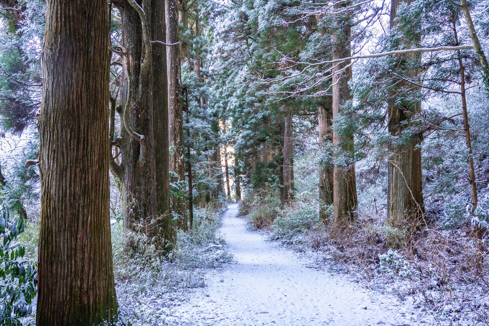 旧東海道 箱根宿の杉並木の画像 - 3枚目