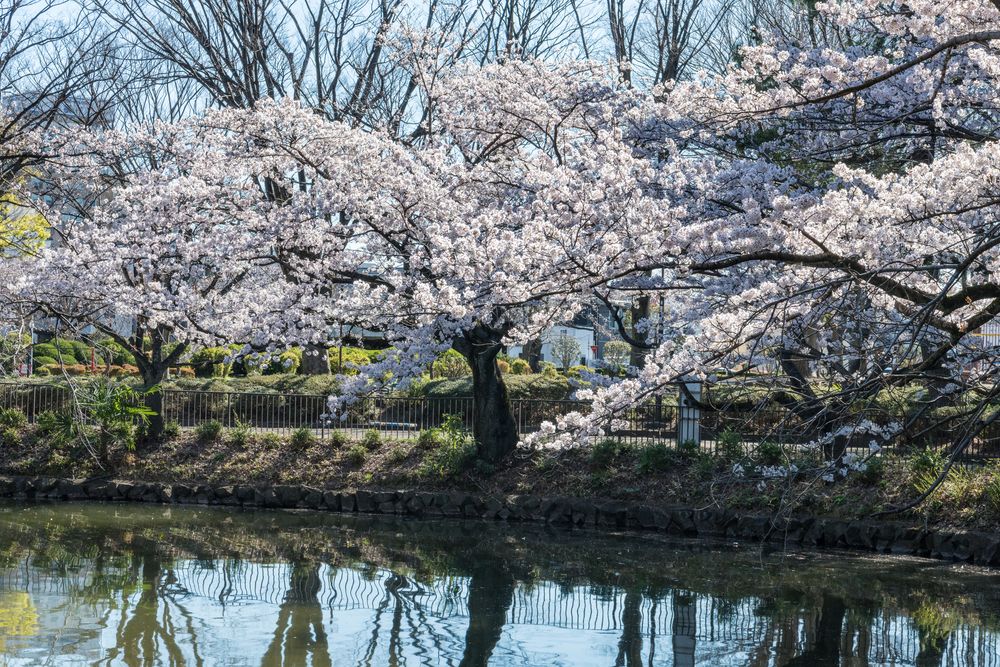 鹿沼公園の画像 - 2枚目