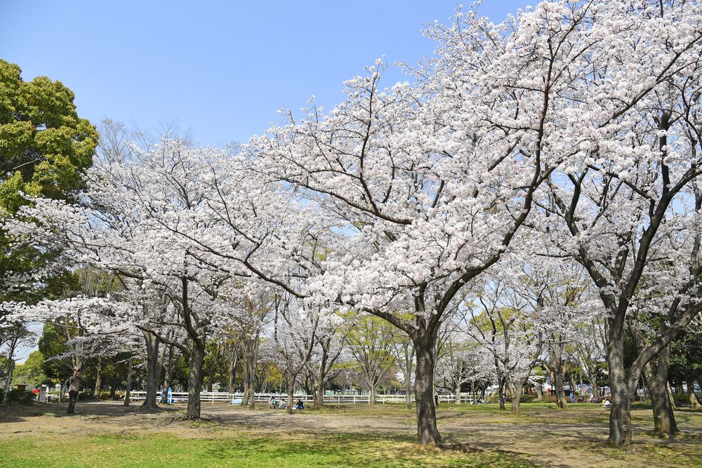 海老名運動公園の画像 - 2枚目