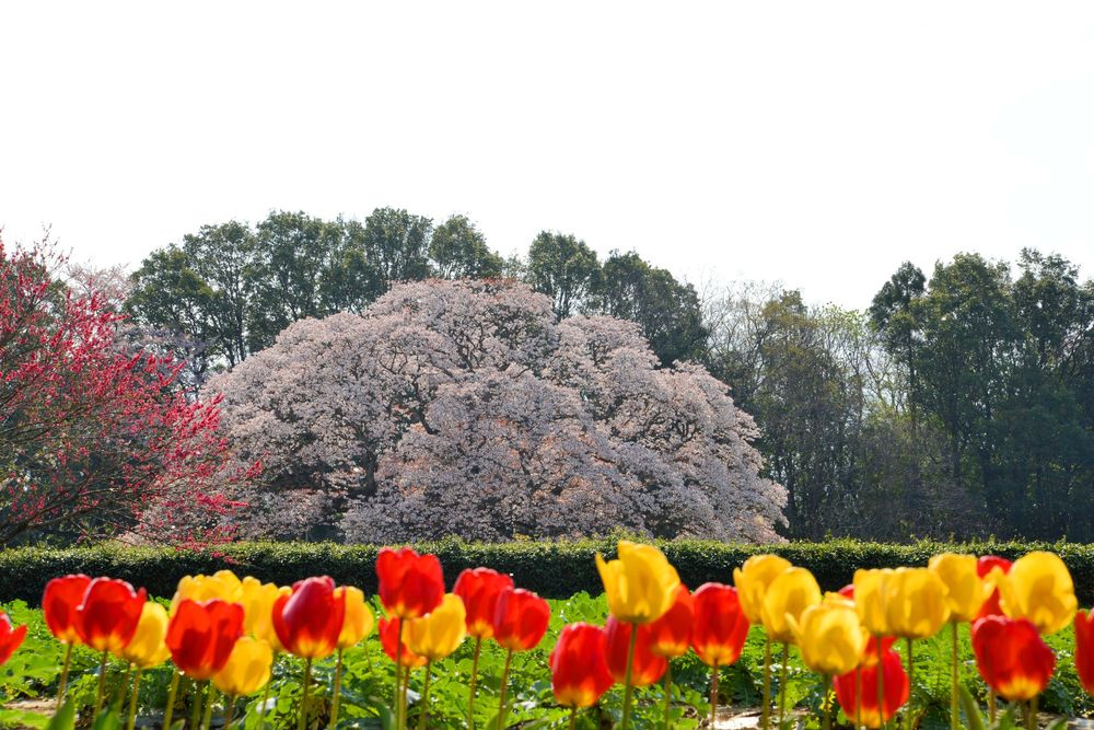 吉高の大桜の画像 - 2枚目