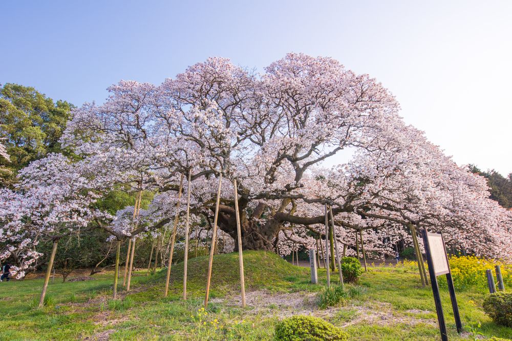 吉高の大桜