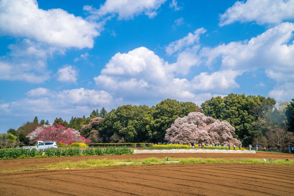 吉高の大桜の画像 - 5枚目