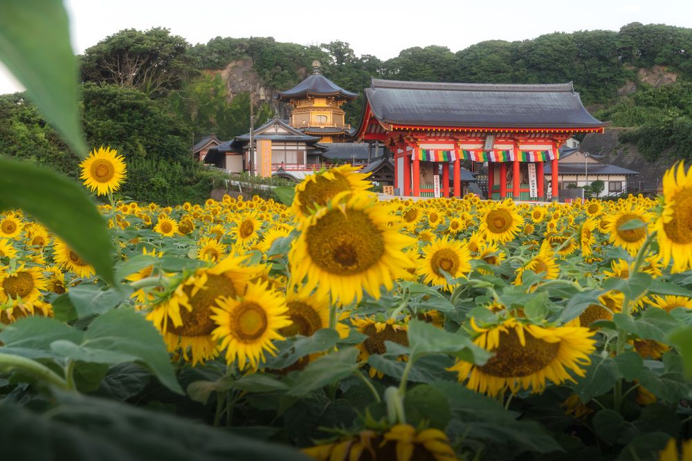 補陀洛山 満願寺（真言宗）の画像 - 4枚目