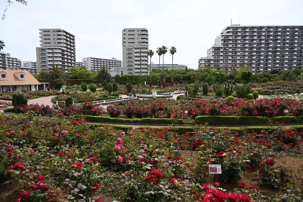 谷津バラ園の画像 - 4枚目