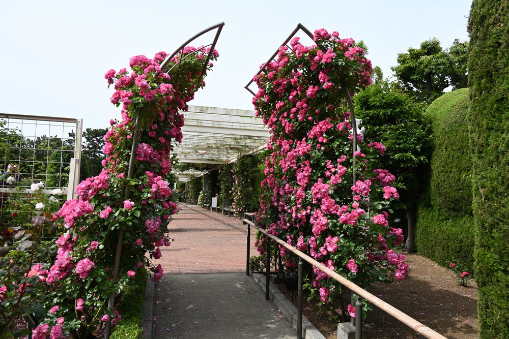 谷津バラ園の画像 - 5枚目