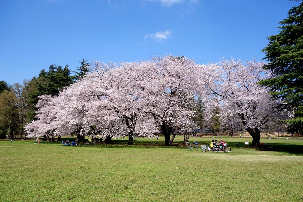 野川公園の画像 - 2枚目