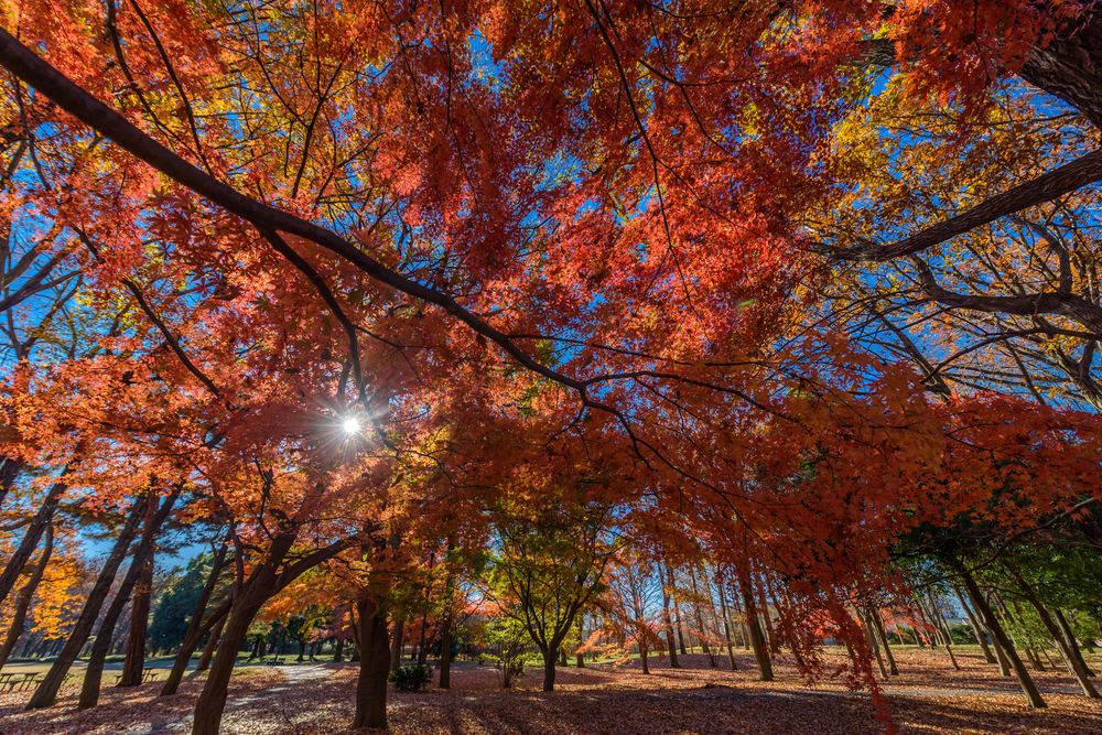 野川公園の画像 - 3枚目