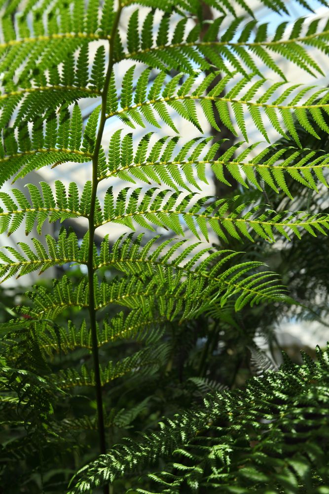 奇跡の星の植物館の画像 - 2枚目