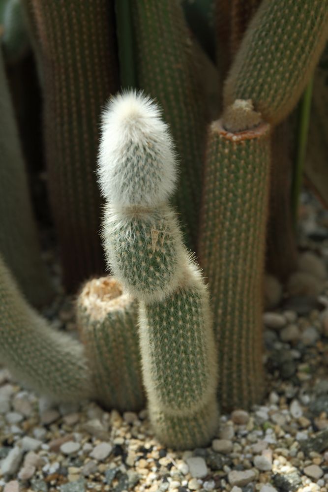 奇跡の星の植物館の画像 - 3枚目