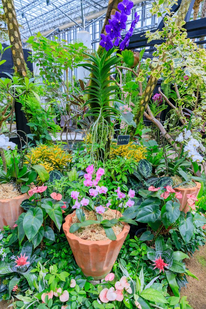 奇跡の星の植物館の画像 - 4枚目