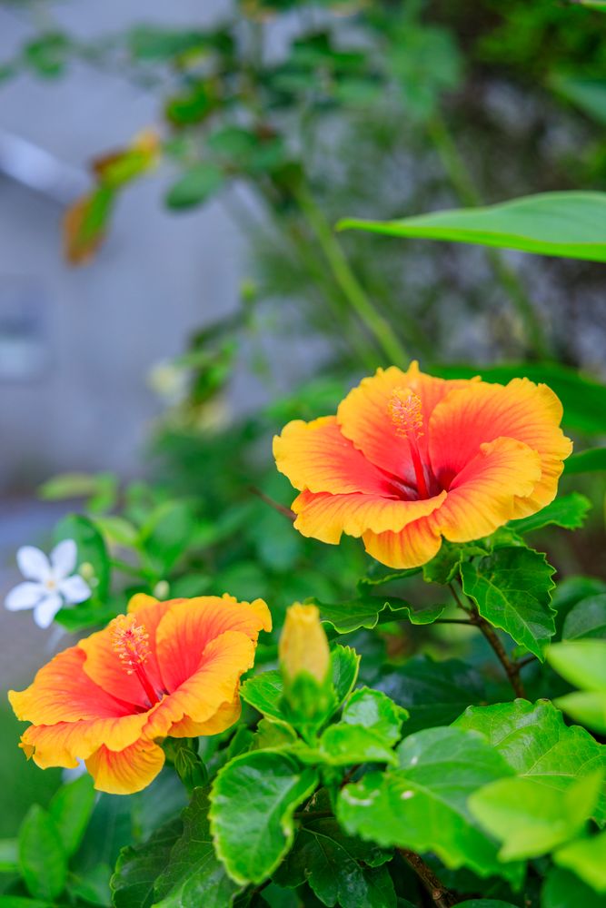 奇跡の星の植物館の画像 - 5枚目