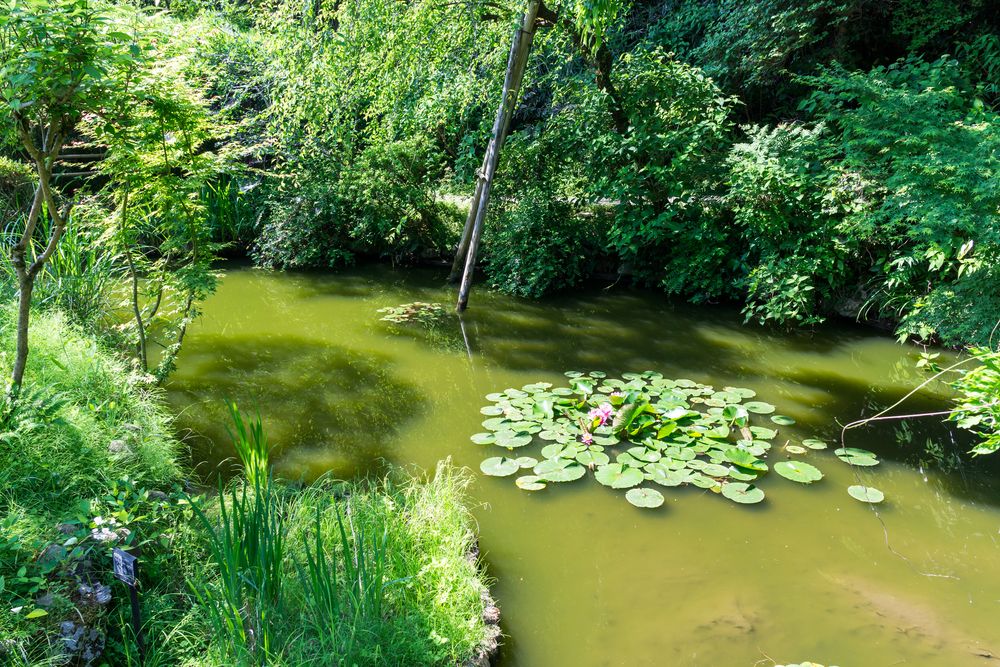 京王百草園の画像 - 4枚目