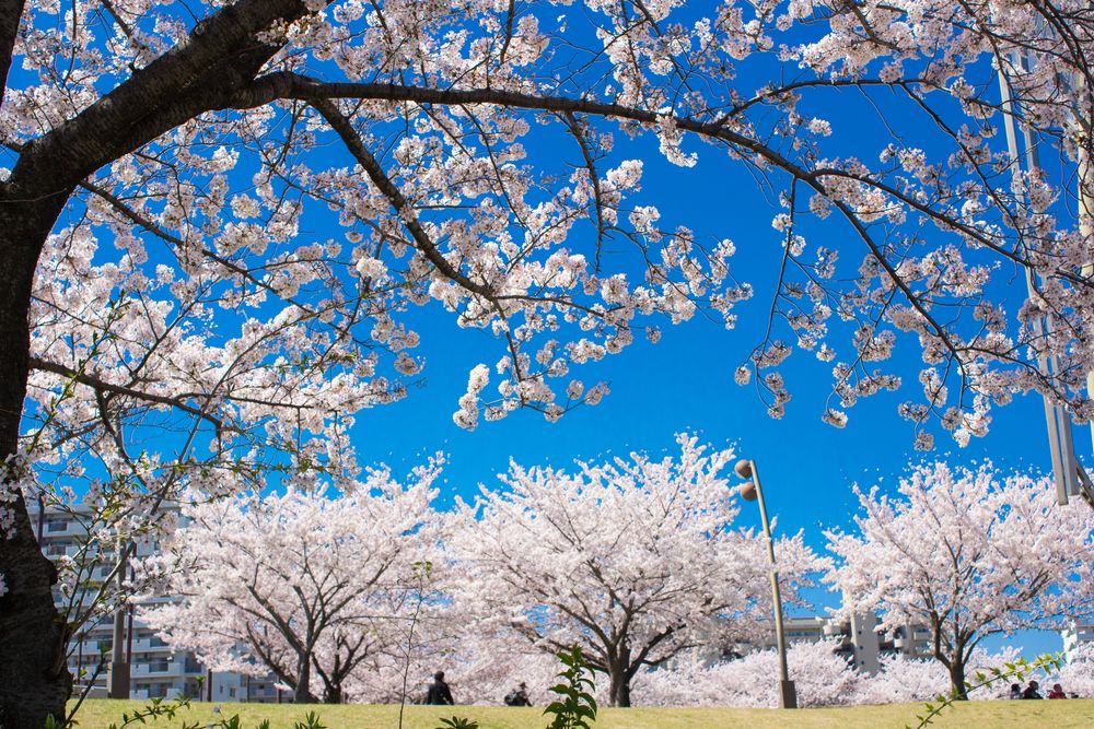 大島小松川公園の画像 - 3枚目
