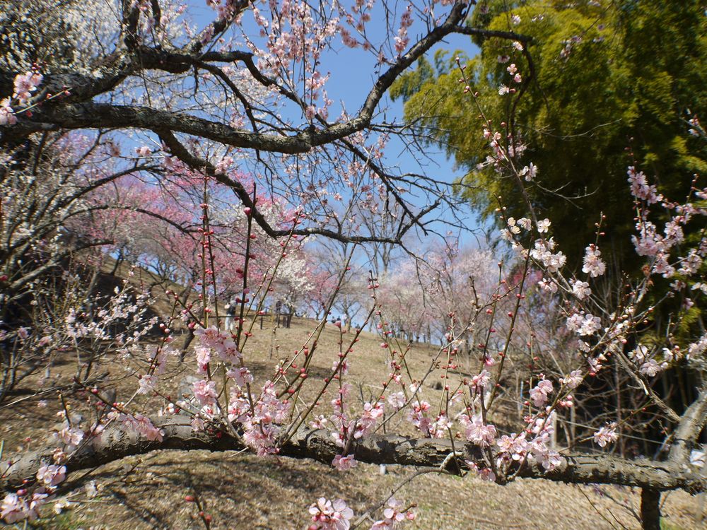 梅の木 フォックス＆フラワートワルドジュイプリントケープカラー