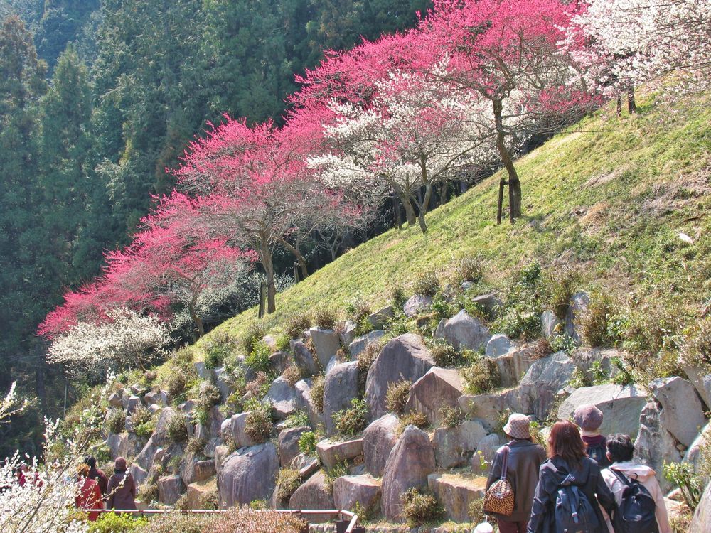 吉野梅郷 梅の公園の画像 - 3枚目