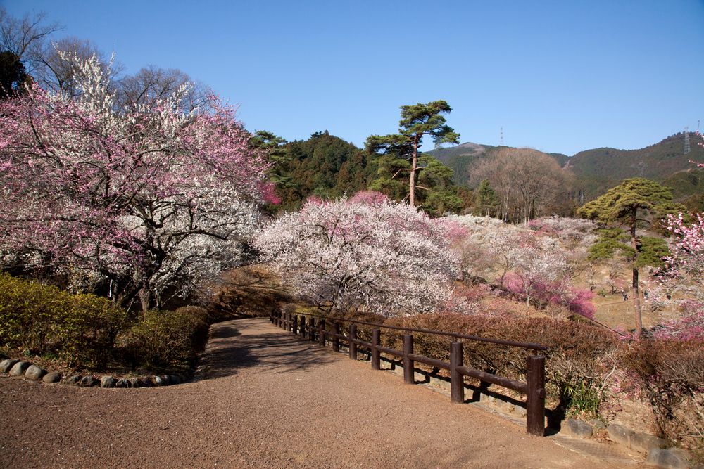 神苑梅林 梅林公園 | とちぎ旅ネット〜栃木の観光旅行情報サイト