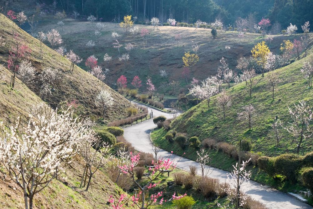 吉野梅郷 梅の公園の画像 - 5枚目