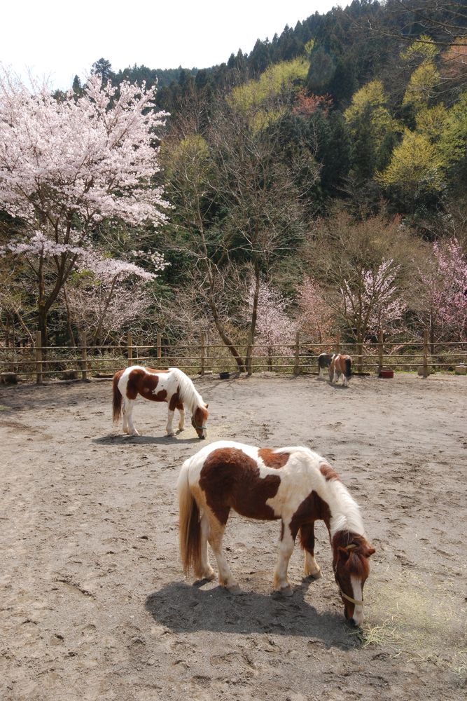 夕やけ小やけふれあいの里の画像 - 4枚目