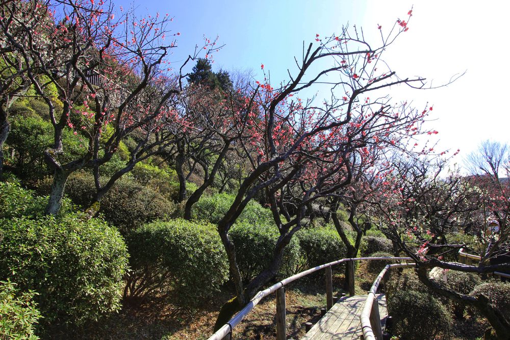 池上梅園の画像 - 2枚目